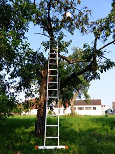 Leiter an einem Obstbaum