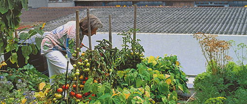 (Foto: Frau erntet Gemüse im Dachgarten)
