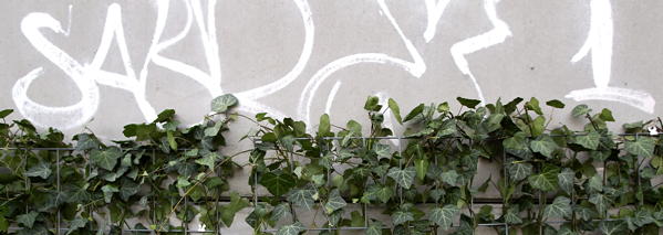 (Foto: Efeu-Module stehen vor einer besprayten Wand) 