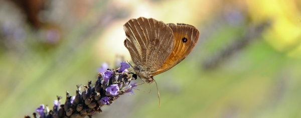 (Foto: Nahaufnahme Schmetterling auf Blüte) 