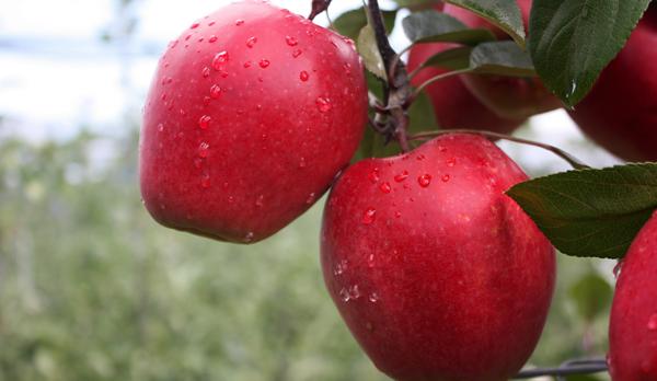 (Foto: Reife rote Äpfel am Baum) 