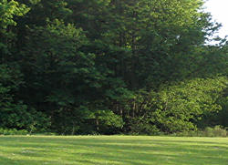 Mulchen hilft dem Rasen – Praxis-Tipps | Garten | News für Heimwerker