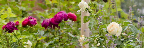 Symbolfoto: Rosen im Garten
