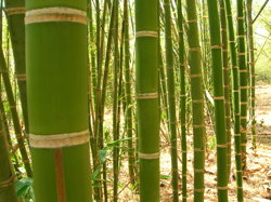 Bambus-Plantage