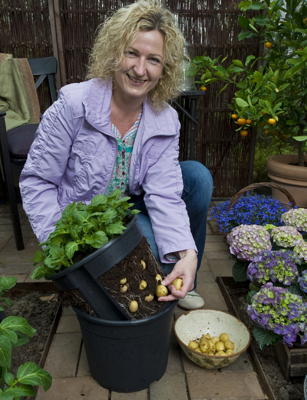 (Foto: Frau erntet Kartoffeln aus dem Pflanzkübel) 