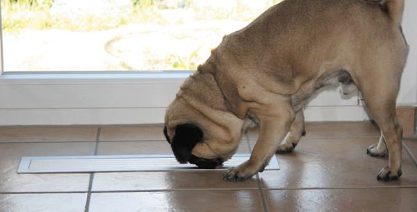 (Foto: Hund schnüffelt an Lüftungsgitter im Fußboden) 