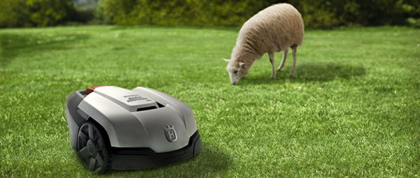 Mähroboter und Schaf grasen gemeinsam