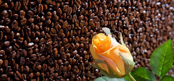 Wandfläche mit Kaffeebohnen, im Vordergrund eine gelbe Rose