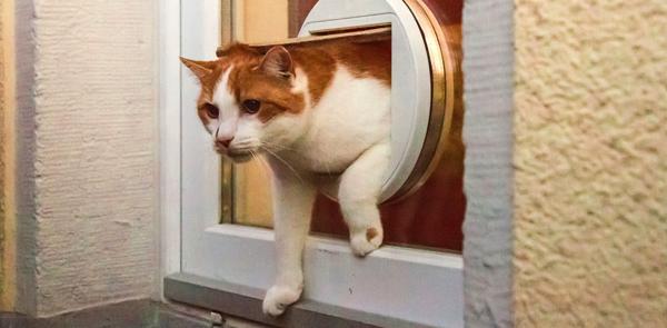 (Foto: Katze passiert eine Katzentür) 