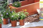 balkonkasten-bepflanzen-material